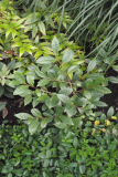 Camellia sinensis RCP9-08 43.jpg